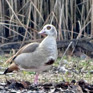 Egyptian Goose