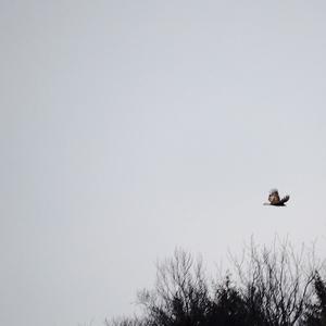 Red-shouldered Hawk