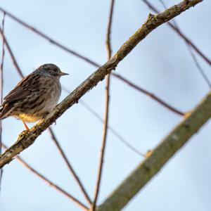 Tree Pipit