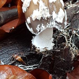 Magpie Ink-cap