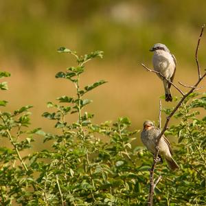 Red-backed Shrike