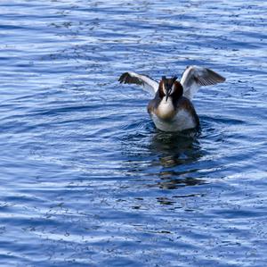 Great Crested Grebe