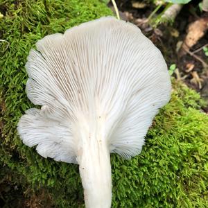 Oyster Mushroom