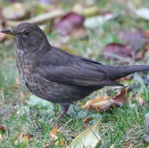 Eurasian Blackbird