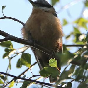 Wood Nuthatch