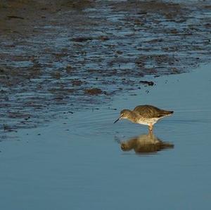 Common Redshank