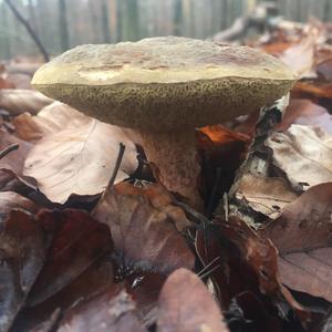 Red-cracked Bolete