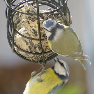 Blue Tit