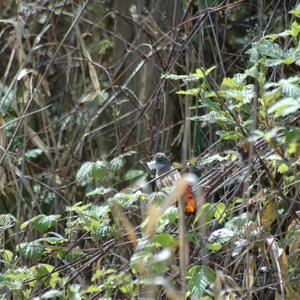 Common Whitethroat