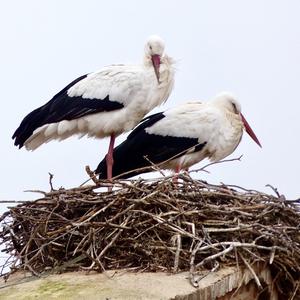 White Stork