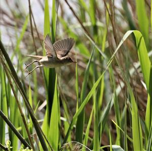 Eurasian Reed-warbler