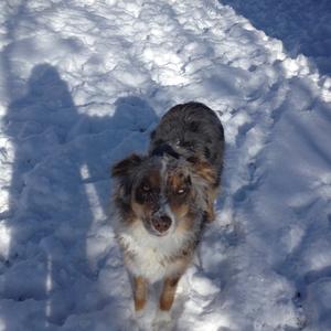 Australian Shepherd