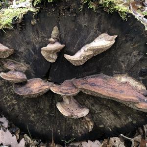 Thick-maze Oak polypore