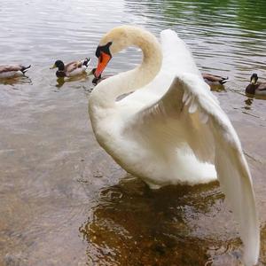 Mute Swan