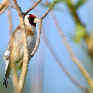 European Goldfinch