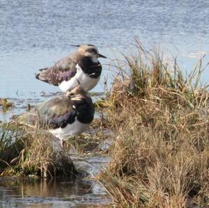 Northern Lapwing