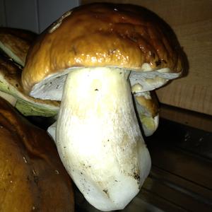 King Bolete