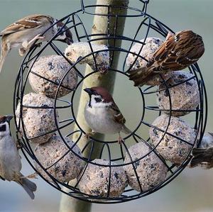 Eurasian Tree Sparrow