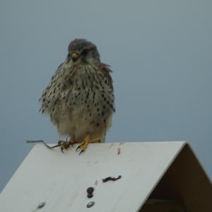 Common Kestrel