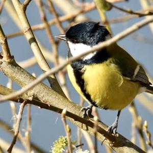 Great Tit