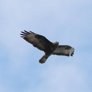 Common Buzzard