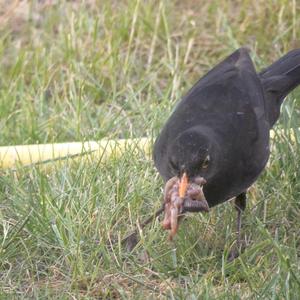 Eurasian Blackbird