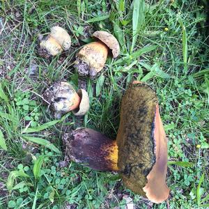 Lurid Bolete