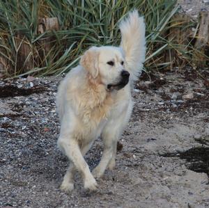 Retriever (Golden)