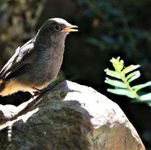 Black Redstart