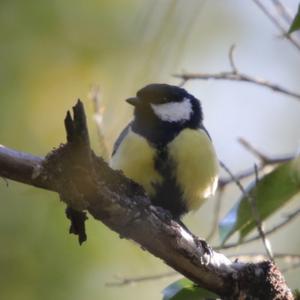 Great Tit