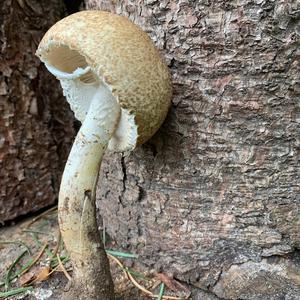 Scaly Wood Mushroom