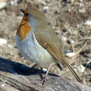 European Robin