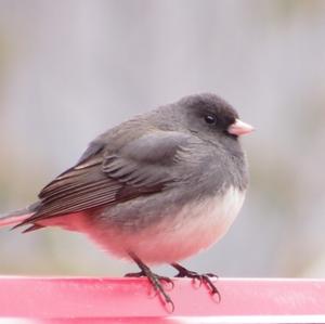 Dark-eyed Junco