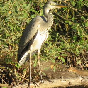 Grey Heron