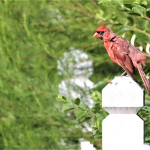 Northern Cardinal