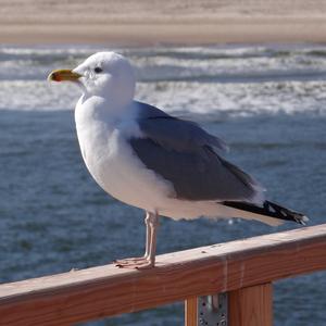 Herring Gull