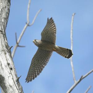 Common Kestrel