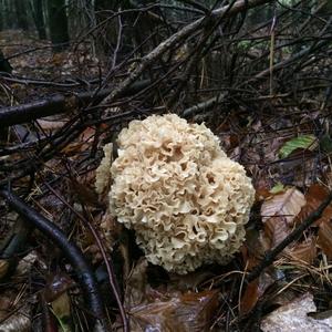 Eastern Cauliflower Mushroom