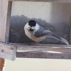 Willow Tit