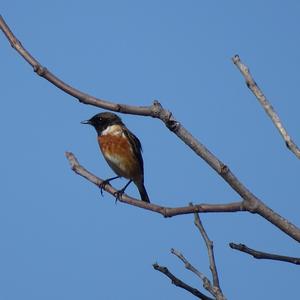 European stonechat