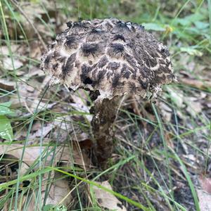 Old Man of the Woods