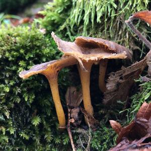 Trumpet Chanterelle