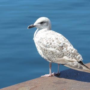 Herring Gull