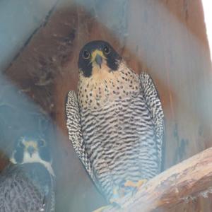 Peregrine Falcon