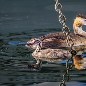 Great Crested Grebe