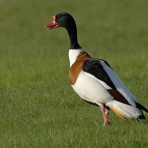 Common Shelduck