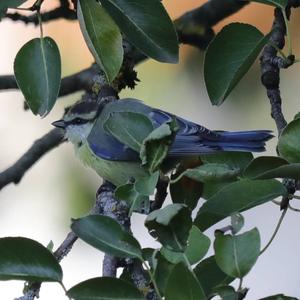 Blue Tit