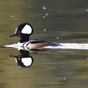 Hooded Merganser