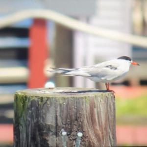 Common Tern