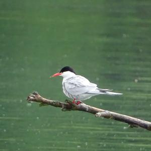 Common Tern